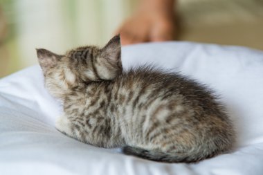 Şirin yalnız yavru kedi