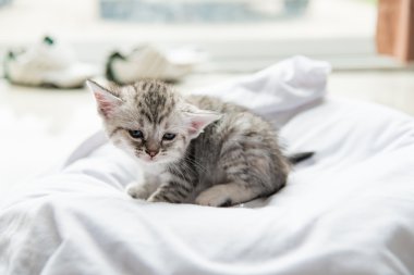 Şirin yalnız yavru kedi