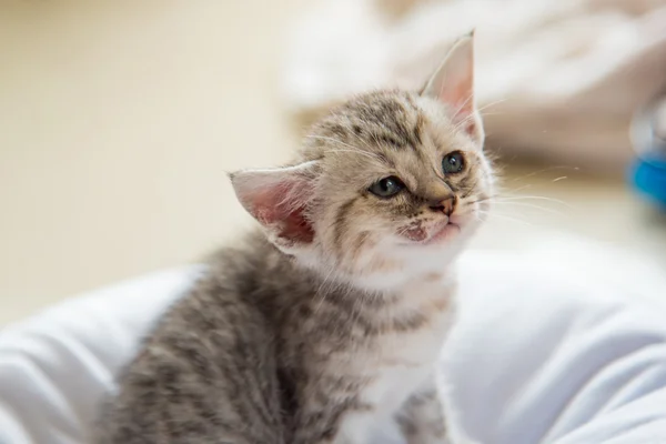 寂寞的可爱小猫 — 图库照片