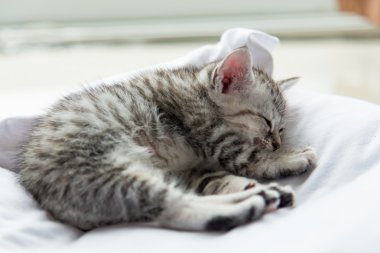 Şirin yalnız yavru kedi