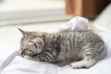 Şirin yalnız yavru kedi