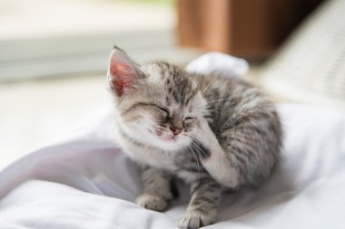 Şirin yalnız yavru kedi