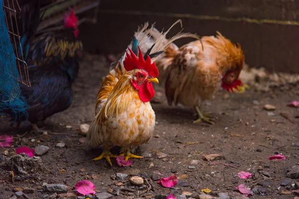 Belo frango no jardim — Fotografia de Stock