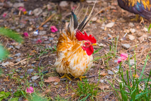 Belo frango no jardim — Fotografia de Stock