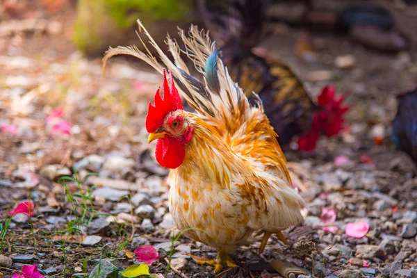 Pięknym kurczaka w ogrodzie — Zdjęcie stockowe