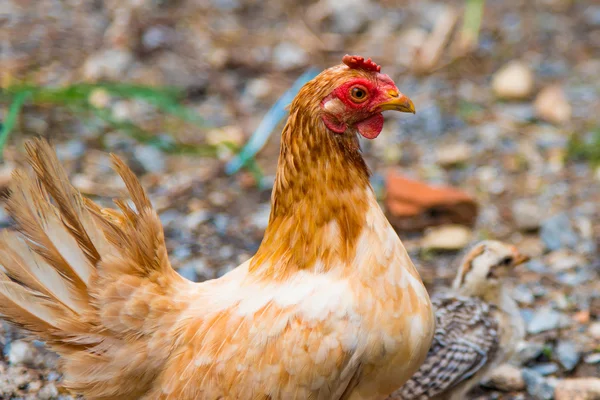 A kert szép csirke — Stock Fotó