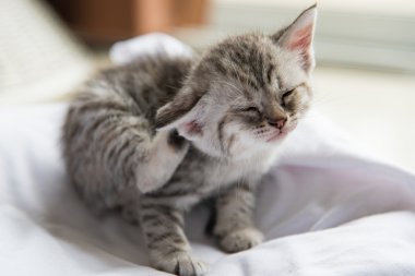 Şirin yalnız yavru kedi