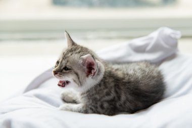 Şirin yalnız yavru kedi