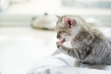 Şirin yalnız yavru kedi