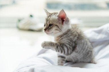 Şirin yalnız yavru kedi