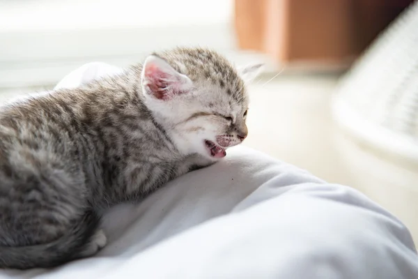 Gatinho solitário bonito — Fotografia de Stock