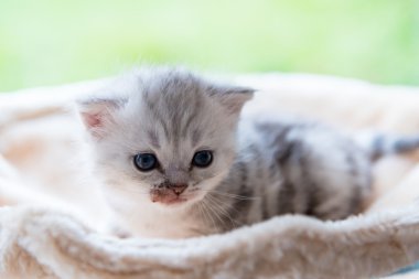 Şirin yalnız yavru kedi