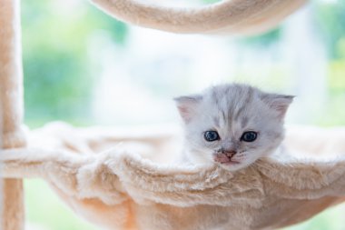 Şirin yalnız yavru kedi