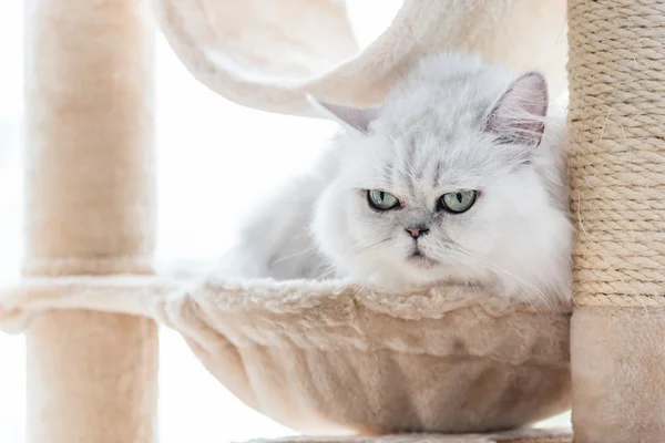 Hermoso americano taquigrafía gato — Foto de Stock