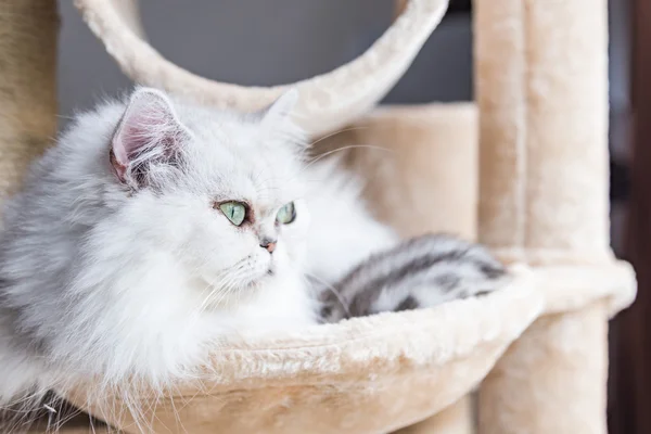 Hermoso americano taquigrafía gato — Foto de Stock