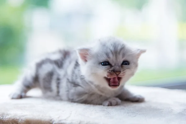 귀여운 외로운 고양이 — 스톡 사진