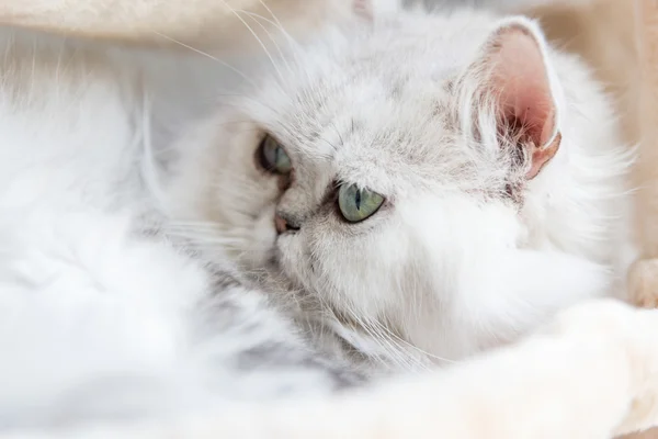 美丽的美国短毛猫 — 图库照片