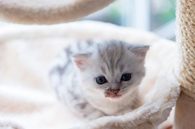 Şirin yalnız yavru kedi