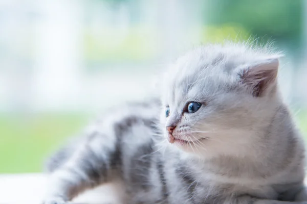 Lindo gatito solitario — Foto de Stock