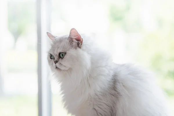 Gyönyörű amerikai Rövidszőrű macska — Stock Fotó