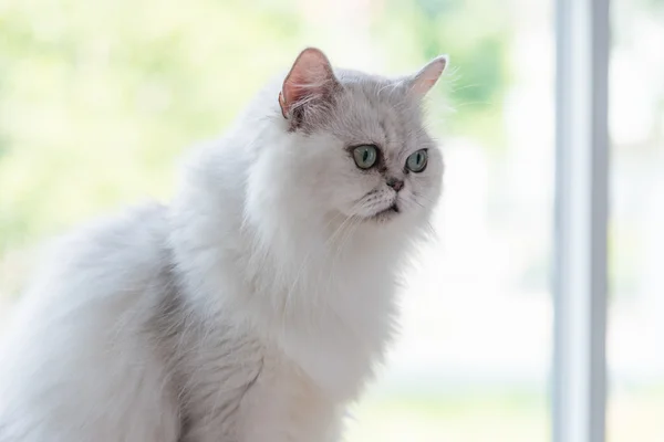 Όμορφη αμερικανικό shorthair γάτα — Φωτογραφία Αρχείου