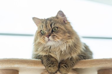 Şirin kahverengi tabby Farsça kedi