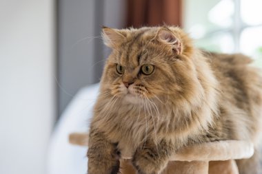 Şirin kahverengi tabby Farsça kedi