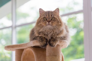 Şirin kahverengi tabby Farsça kedi