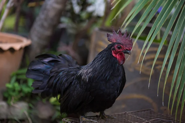 Vackra kyckling i trädgården — Stockfoto