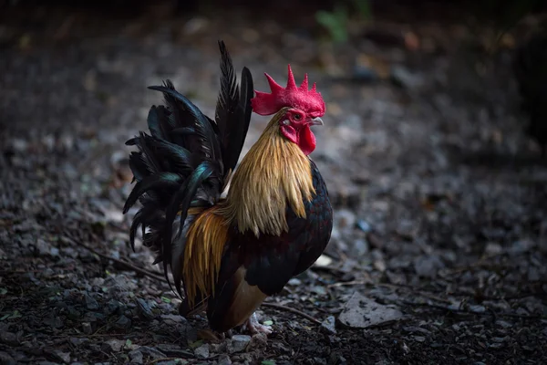 Vackra kyckling i trädgården — Stockfoto