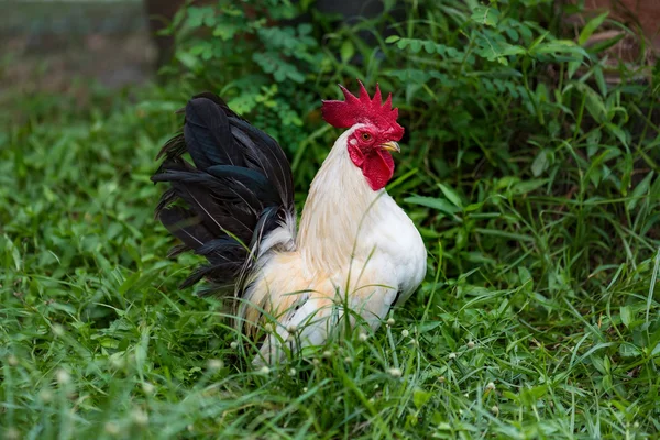 Vackra kyckling i trädgården — Stockfoto