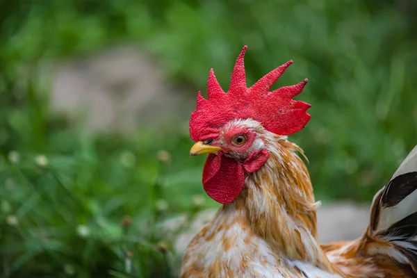 Belo frango no jardim — Fotografia de Stock