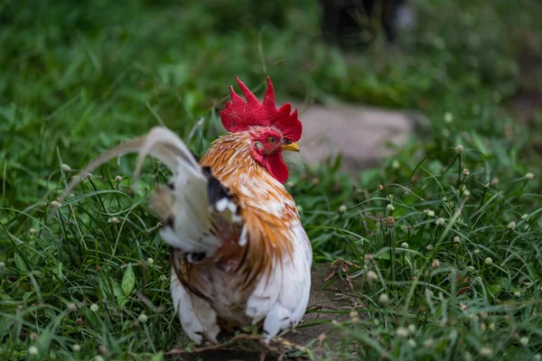 A kert szép csirke — Stock Fotó