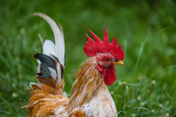 Belo frango no jardim — Fotografia de Stock