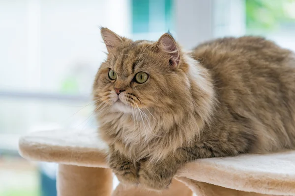 Lindo marrón tabby gato persa — Foto de Stock
