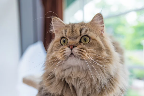 Cute brown tabby persian cat — Stock Photo, Image