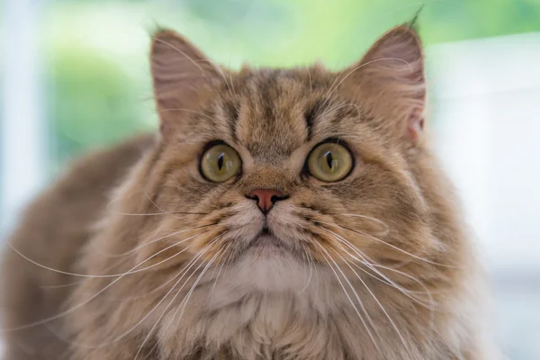 Aranyos barna cirmos Perzsa macska — Stock Fotó