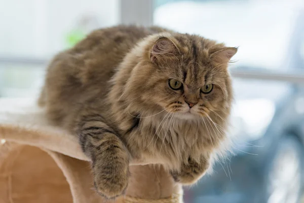Lindo marrón tabby gato persa — Foto de Stock