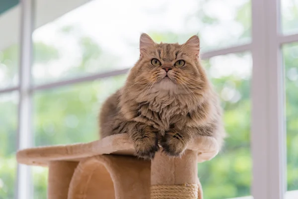 Χαριτωμένα καφέ tabby γάτα περσική — Φωτογραφία Αρχείου