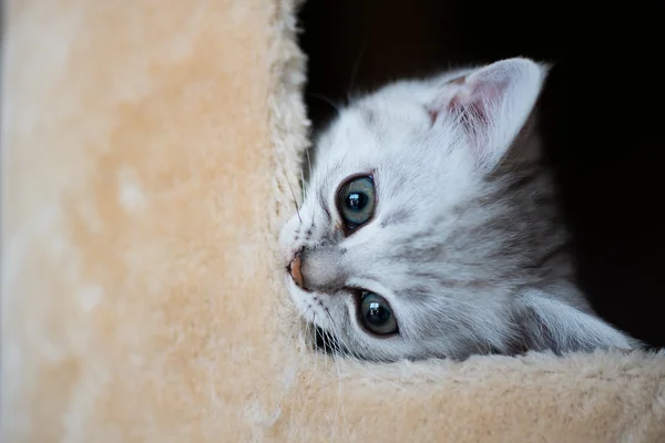 귀여운 고양이 재생 — 스톡 사진