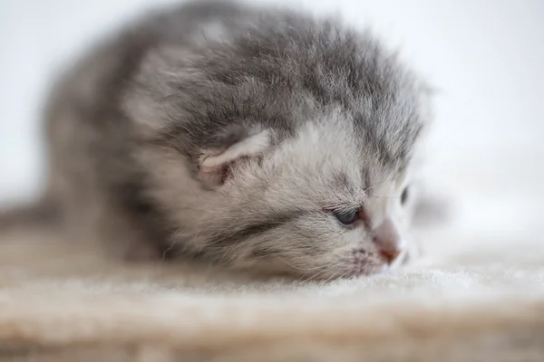 Cute kitten sleepy — Stock Photo, Image