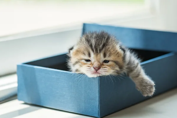 Lazy kitten in box — Stock Photo, Image