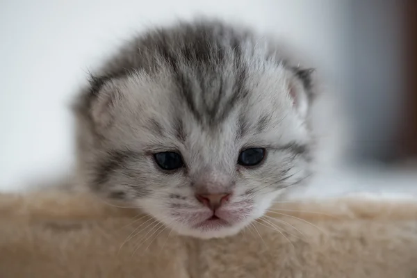 Gatinho bonito sonolento — Fotografia de Stock