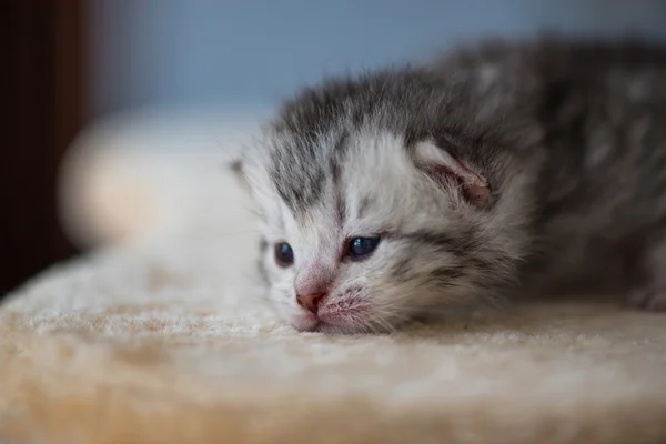 可爱小猫困 — 图库照片