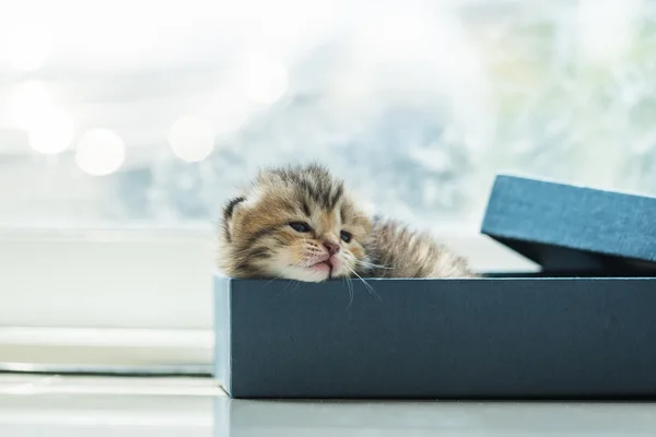 Lazy kitten in box