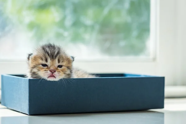 Gatito perezoso en caja — Foto de Stock