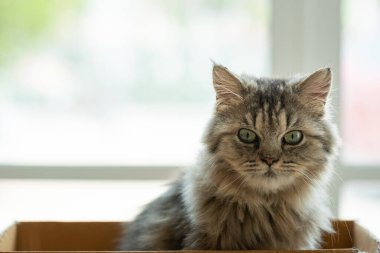 Kağıt kutunun içinde birini bekleyen zavallı kedi yavrusuna yakın. .