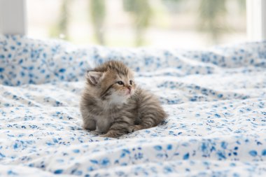 Yatakta şirin yavru kedi