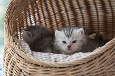 Sepette sevimli kedi yavrusu