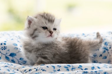 Yatakta şirin yavru kedi